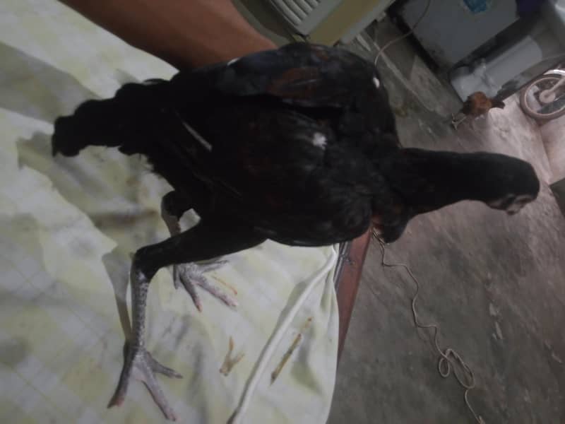 pindi bipas 1