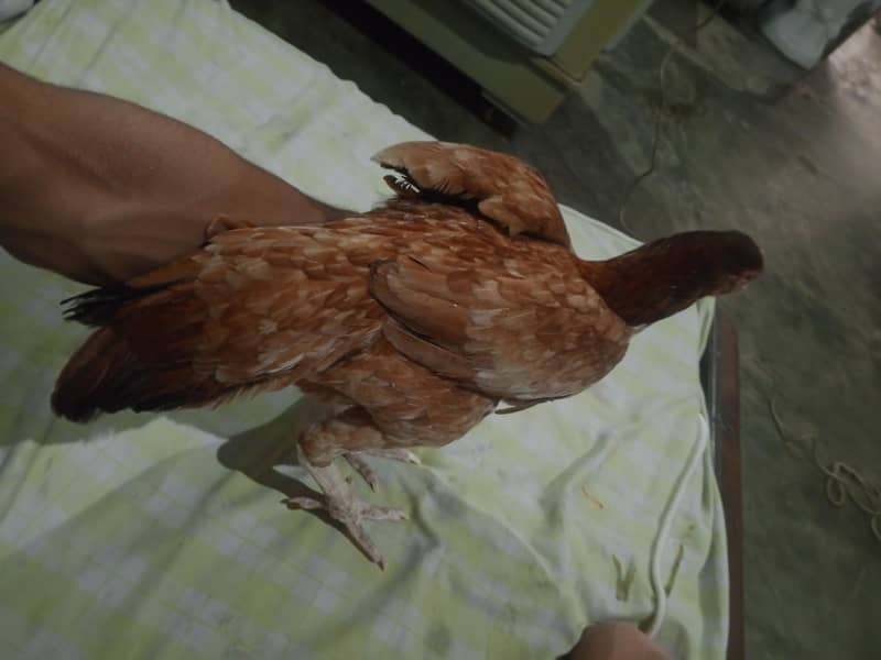 pindi bipas 4