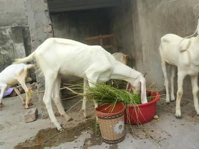 Desi rajan puri carss bakri