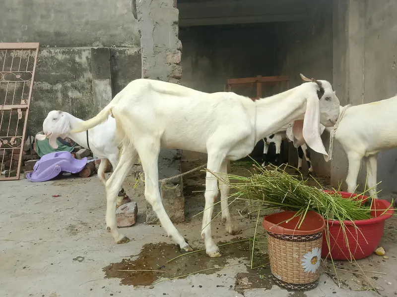 Desi rajan puri carss bakri — photo 2
