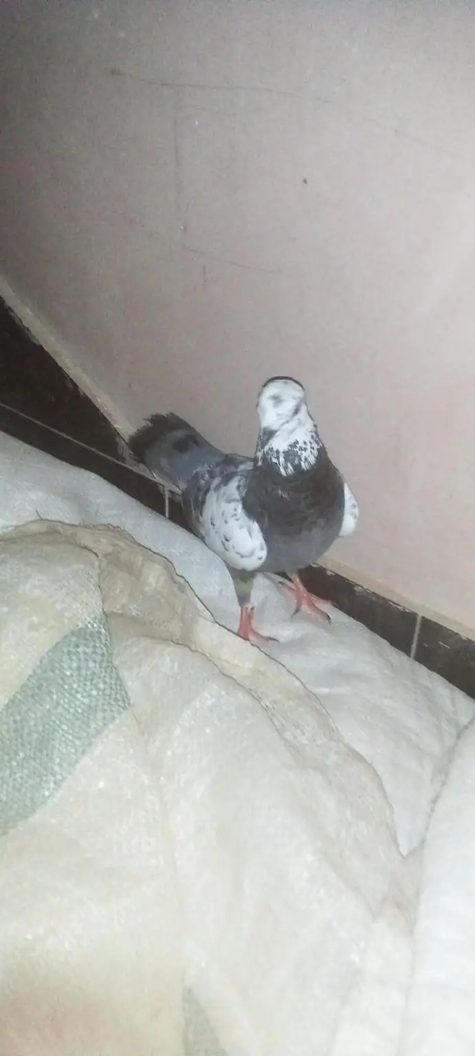 peigon for sale — photo 2