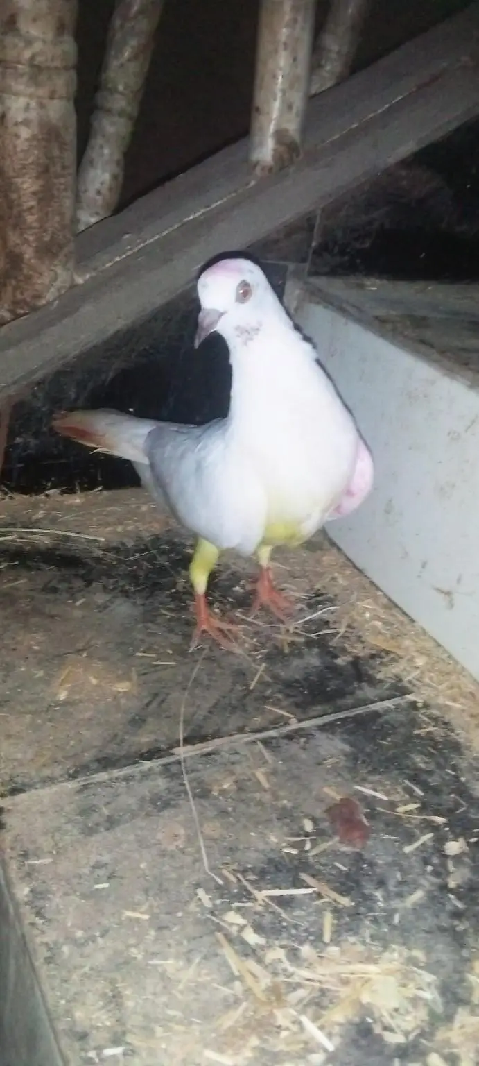 peigon for sale — photo 3