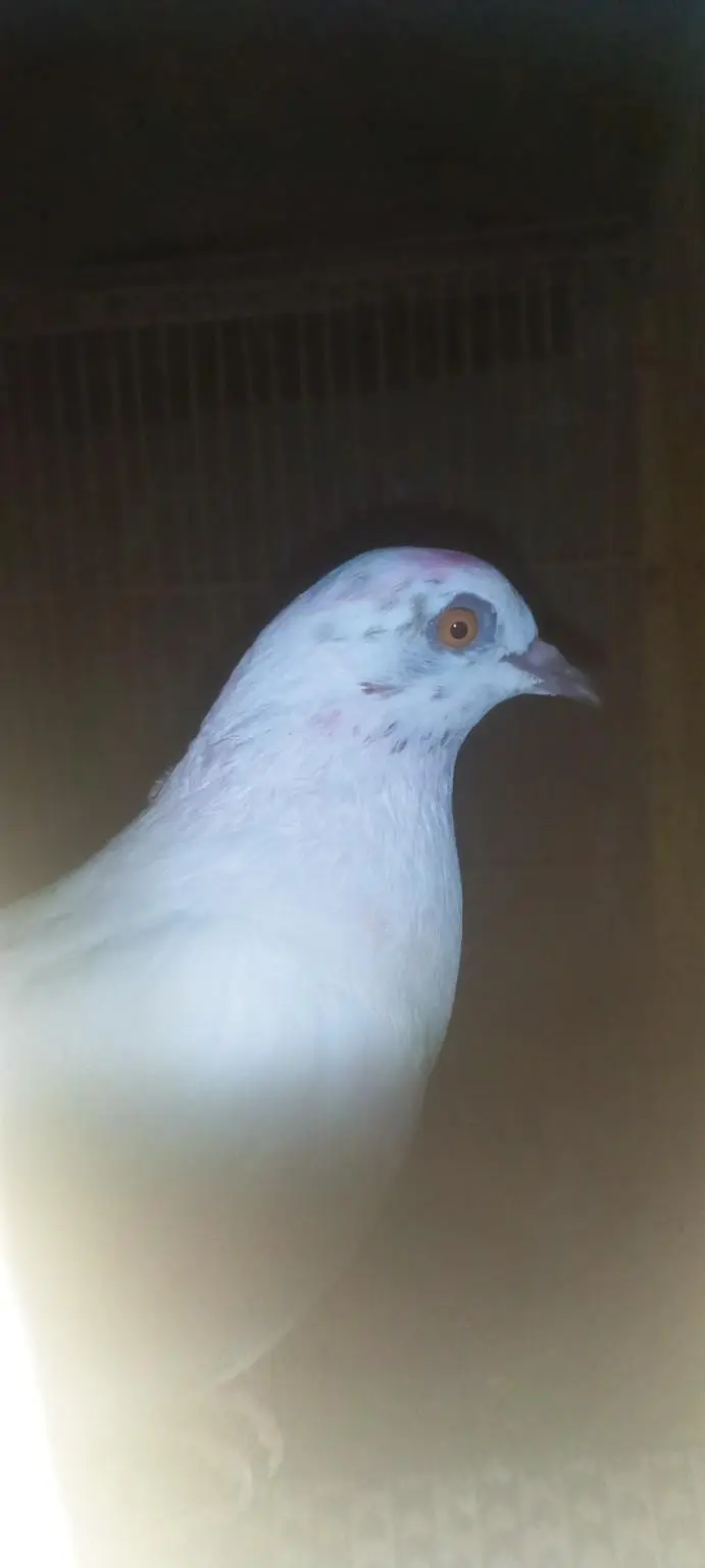 peigon for sale — photo 4