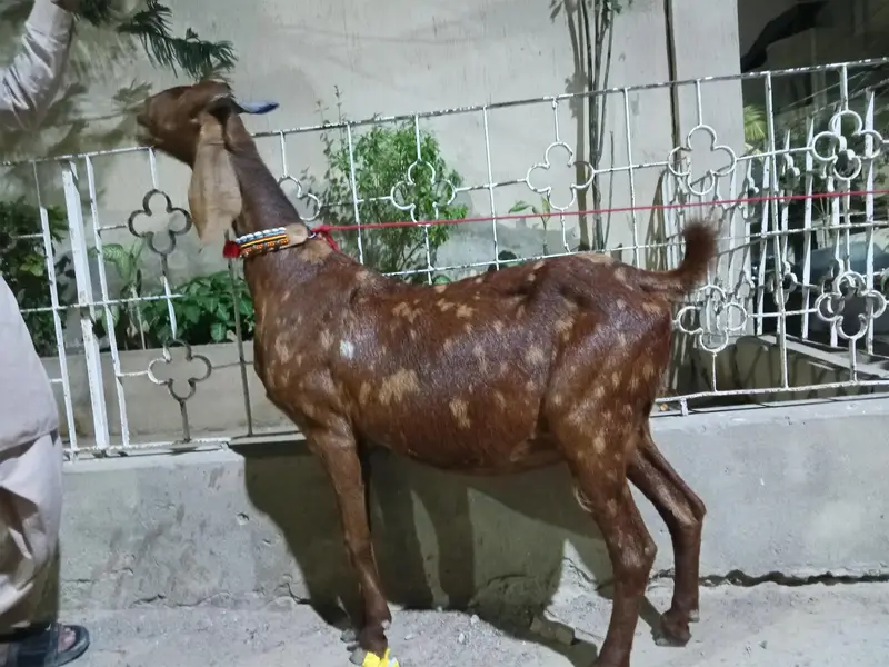 Ajrak print Tapri — photo 2