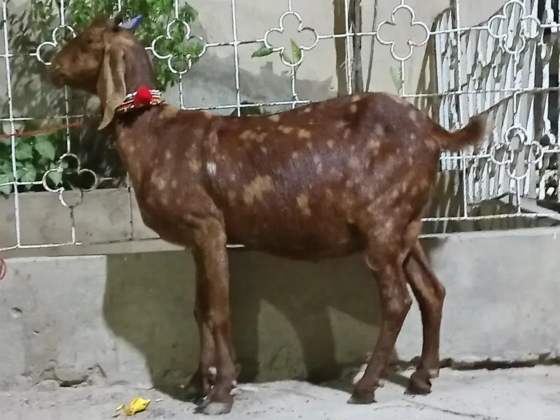 Ajrak print Tapri — photo 3
