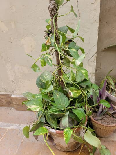money plant