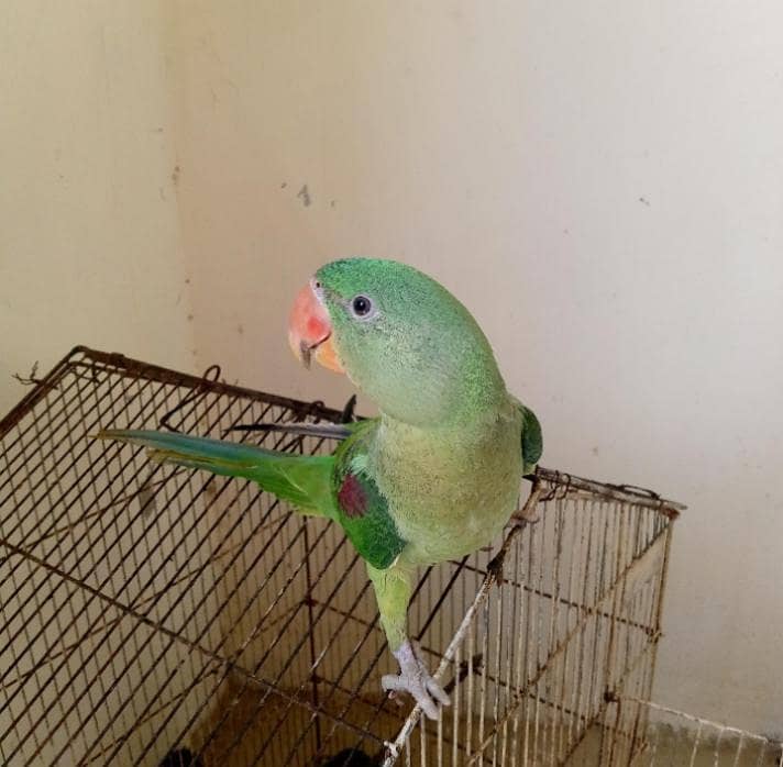 raw parrot 03121668971 0