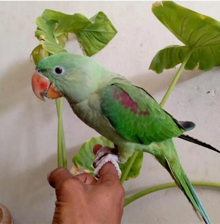 raw parrot 03121668971 — photo 2