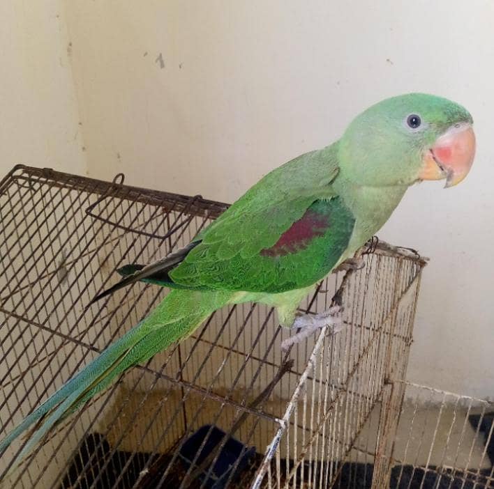 raw parrot 03121668971 2
