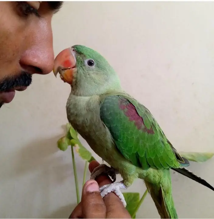 raw parrot 03121668971 — photo 4