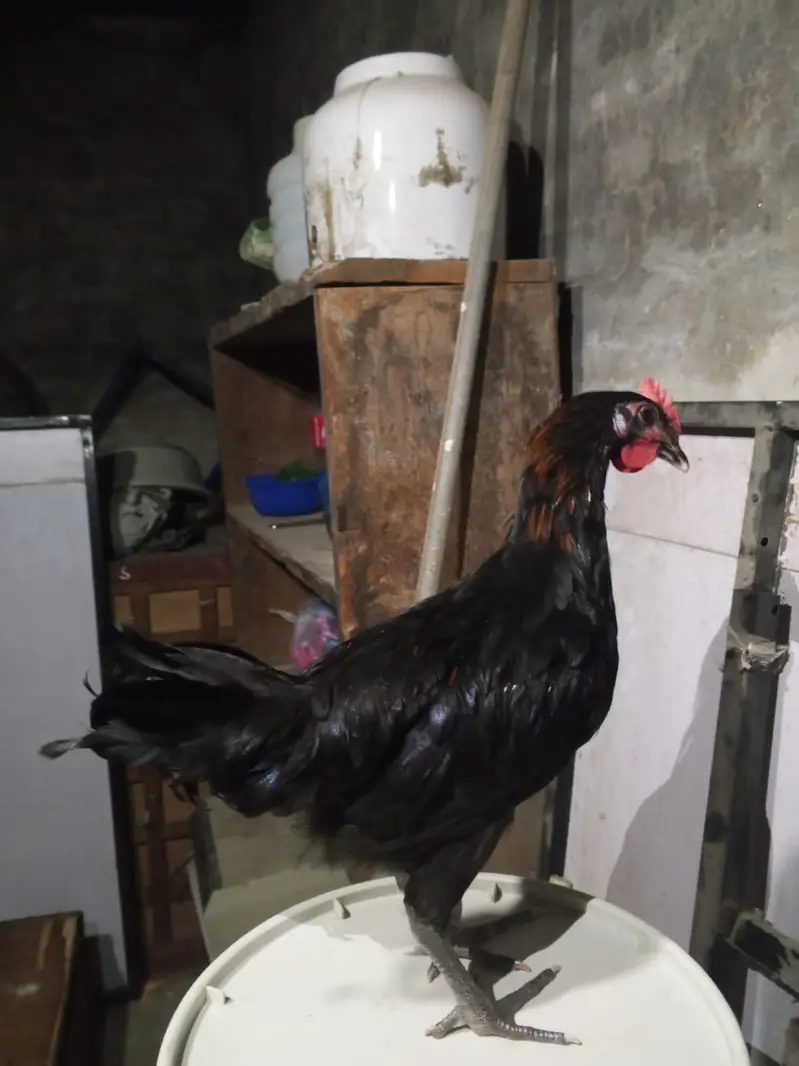 4 golden misri murga available han sale ka liya han — photo 2