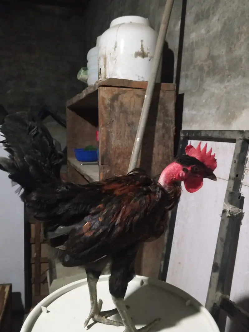 4 golden misri murga available han sale ka liya han — photo 3
