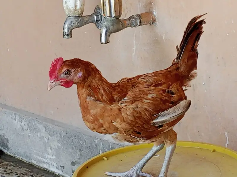4 golden misri murga available han sale ka liya han — photo 5