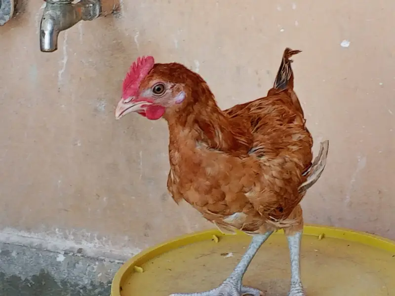 4 golden misri murga available han sale ka liya han — photo 6