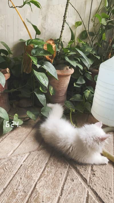 white Persian male cat , blue eyes vaccinated