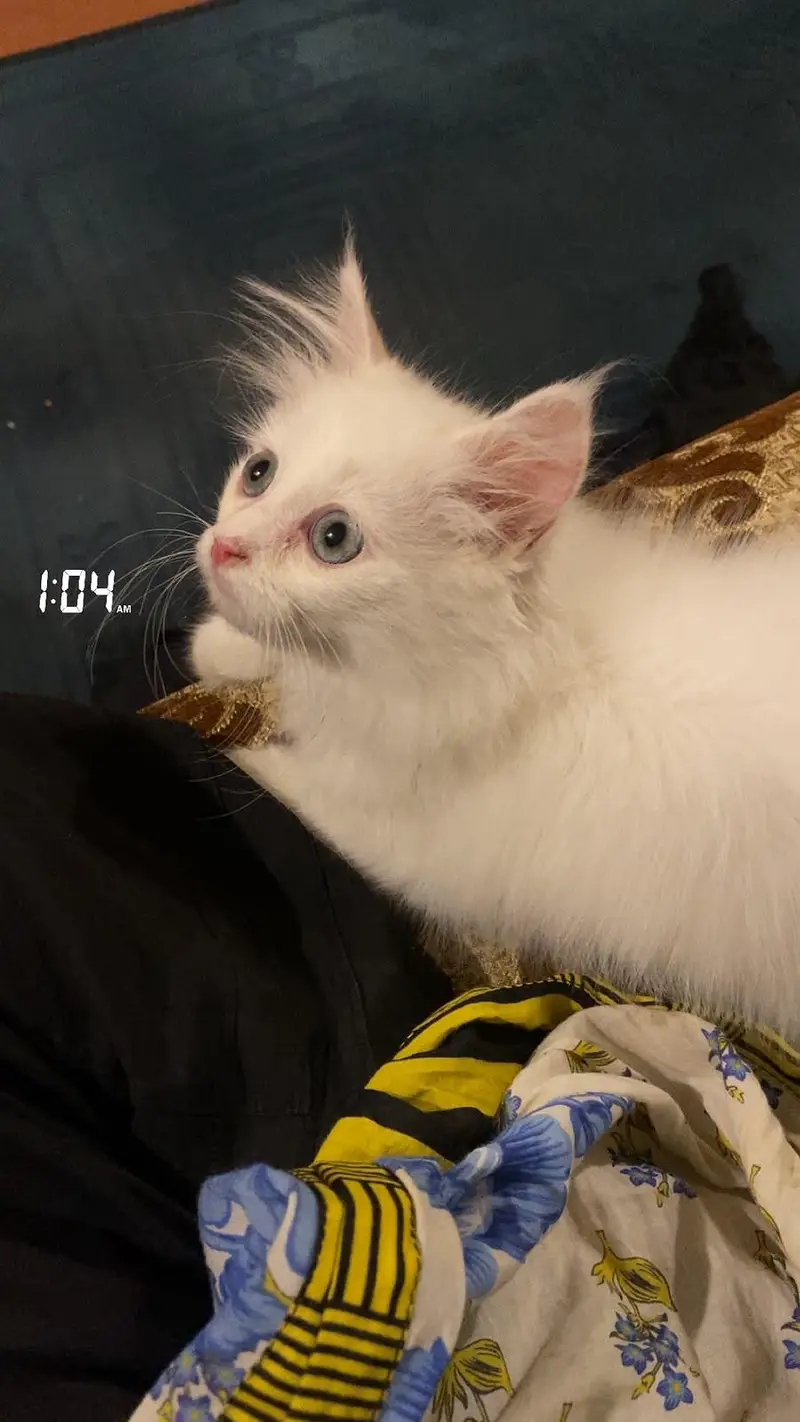 white Persian male cat , blue eyes vaccinated — photo 2