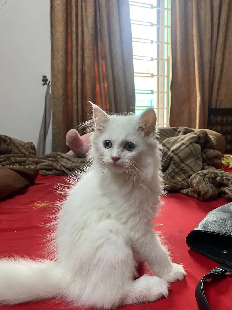 white Persian male cat , blue eyes vaccinated — photo 4