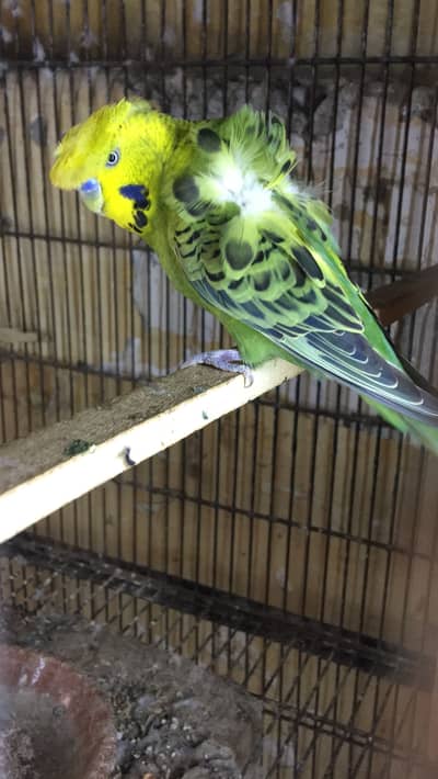 Green hogo double flower male