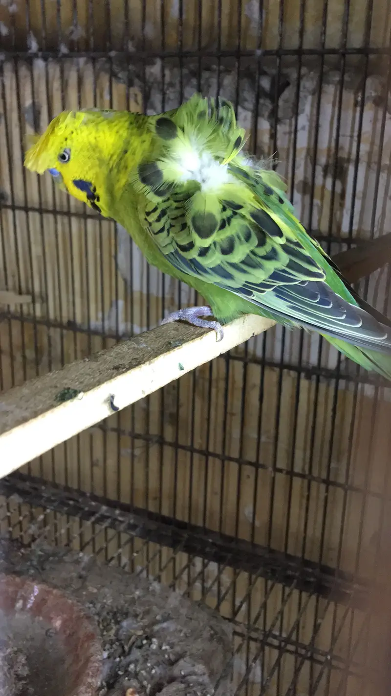 Green hogo double flower male — photo 2