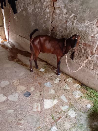 Bakra for sale