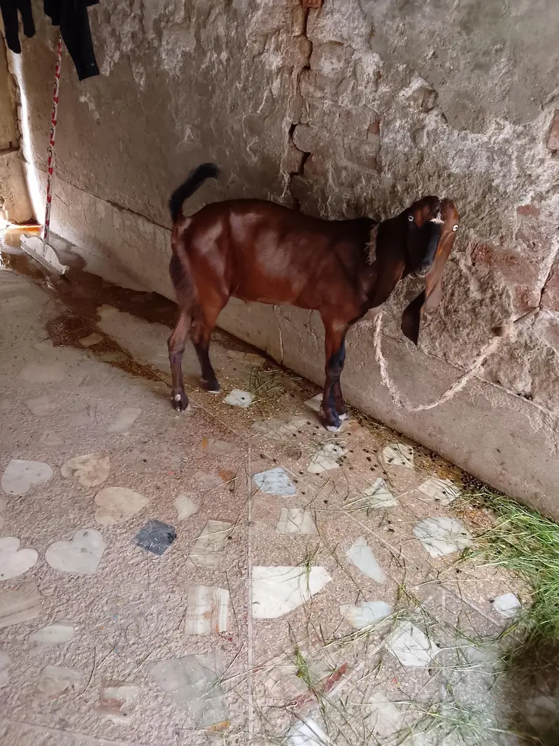 Bakra for sale