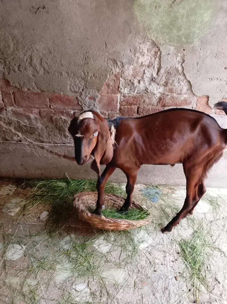 Bakra for sale — photo 2