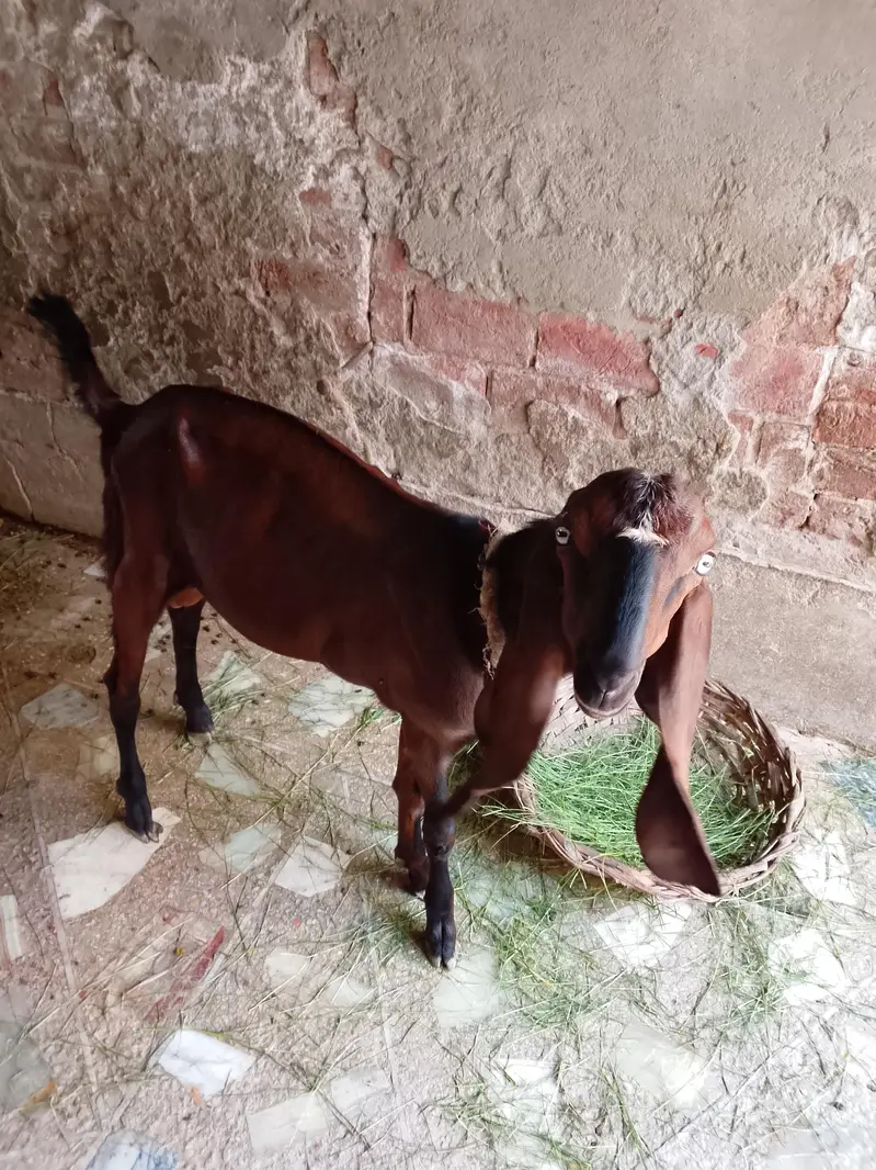 Bakra for sale — photo 3