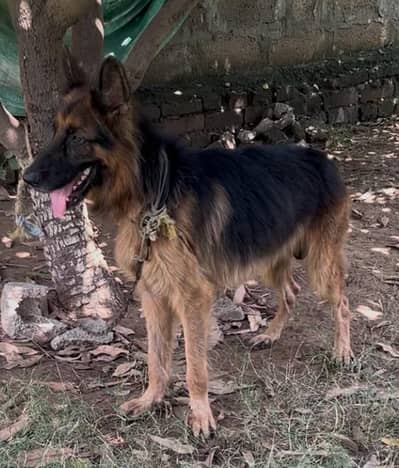 german shepherd male