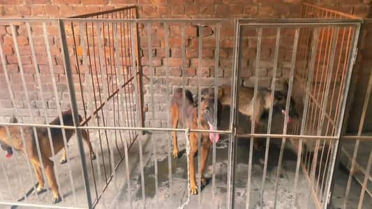 BALJIM malinois 2 piar available al video available in what's up