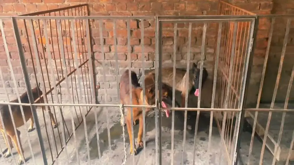 BALJIM malinois 2 piar available al video available in what's up — photo 2