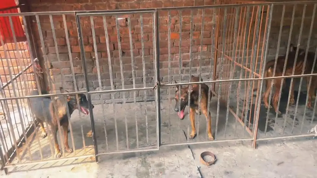 BALJIM malinois 2 piar available al video available in what's up — photo 3