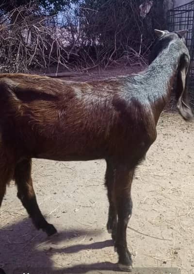 2 pathain for sale