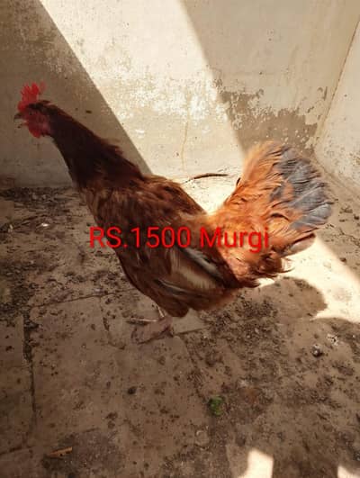 Murge For Sale
