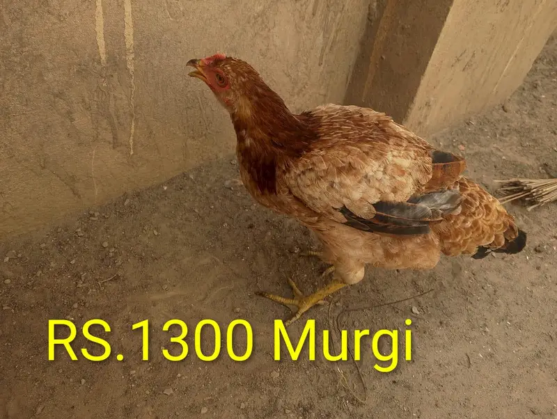 Murge For Sale — photo 2