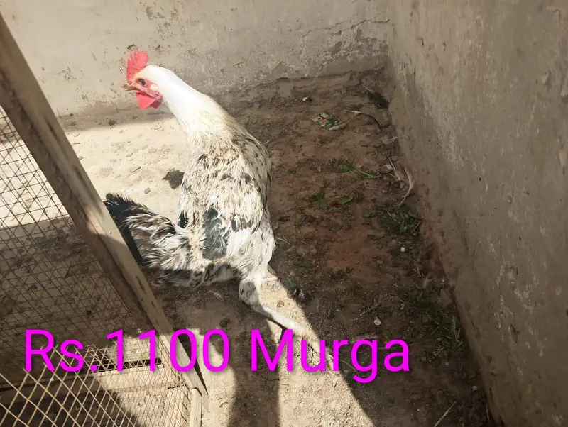Murge For Sale — photo 3