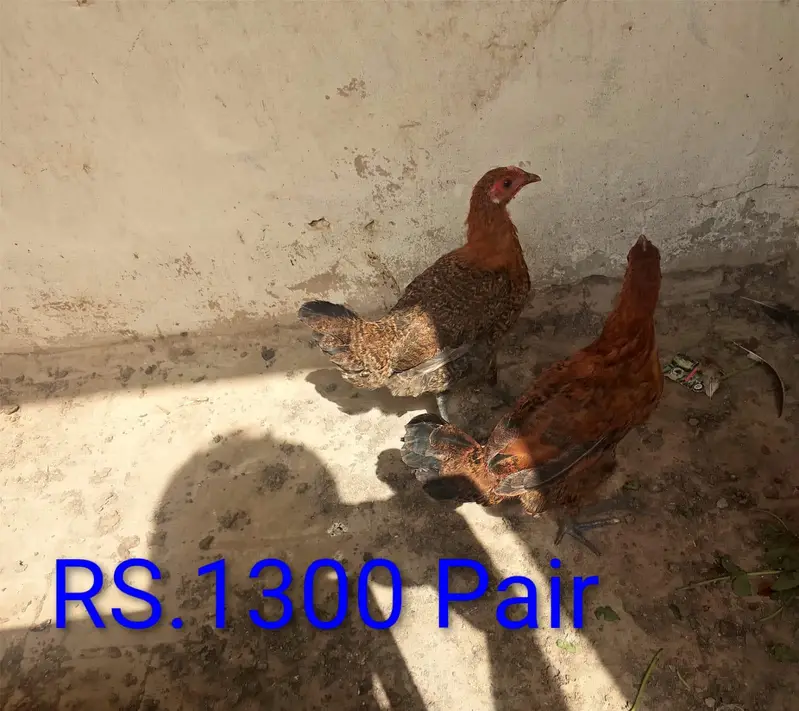 Murge For Sale — photo 4