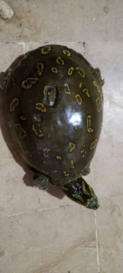 Adult yellow spotted turtle -healthy and active