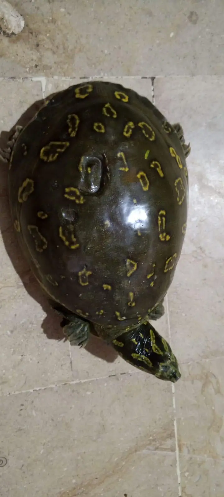 Adult yellow spotted turtle -healthy and active