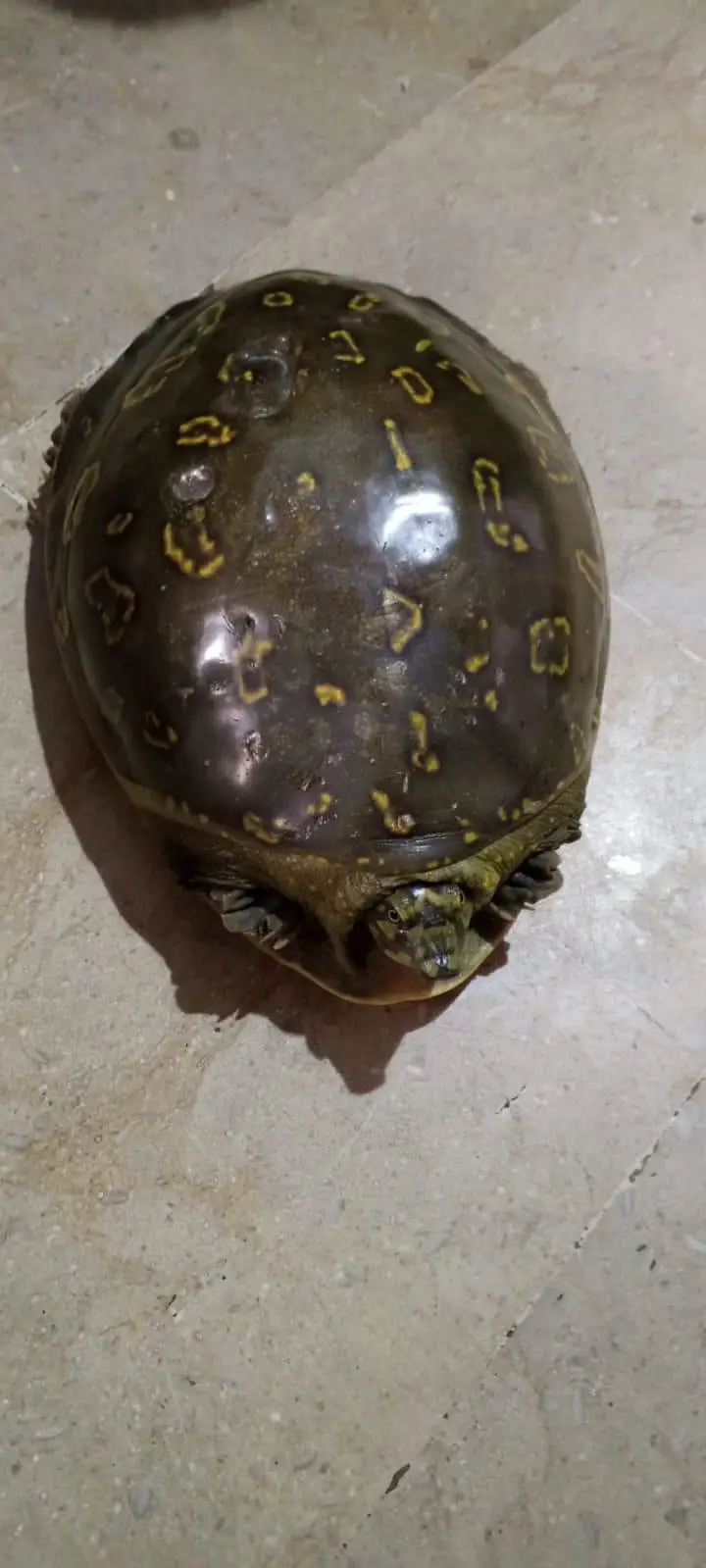 Adult yellow spotted turtle -healthy and active — photo 2