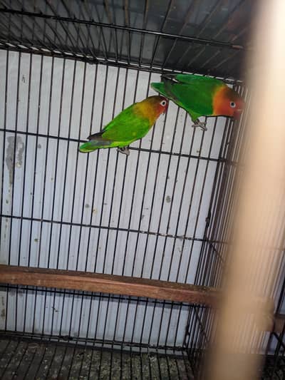 love birds breeder pair