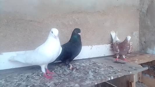 3 pigeons for sale with low price