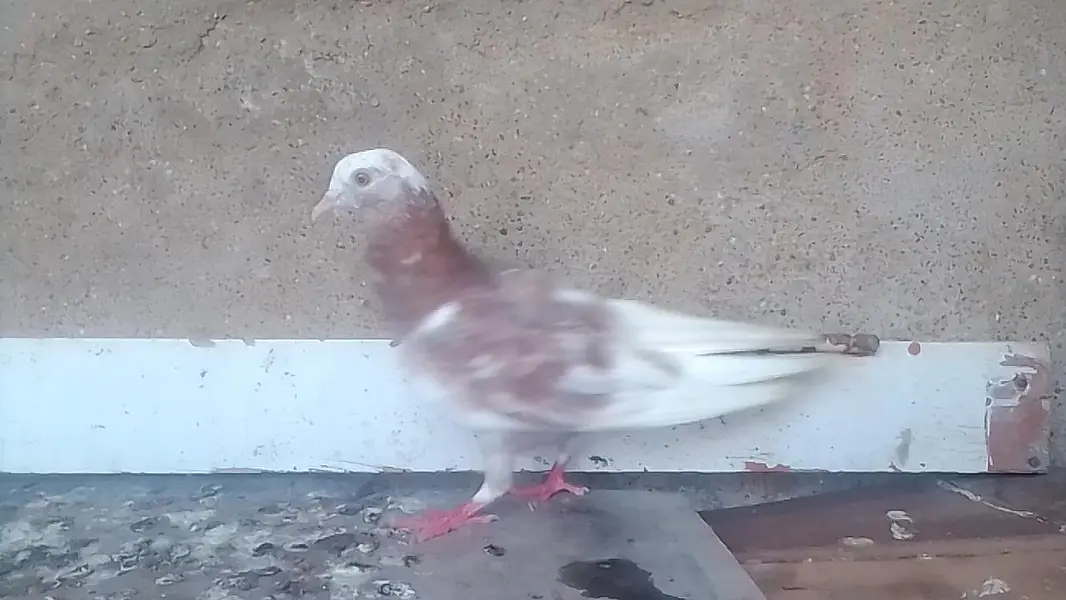 3 pigeons for sale with low price — photo 2