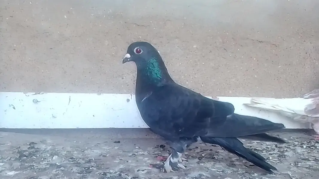 3 pigeons for sale with low price — photo 3