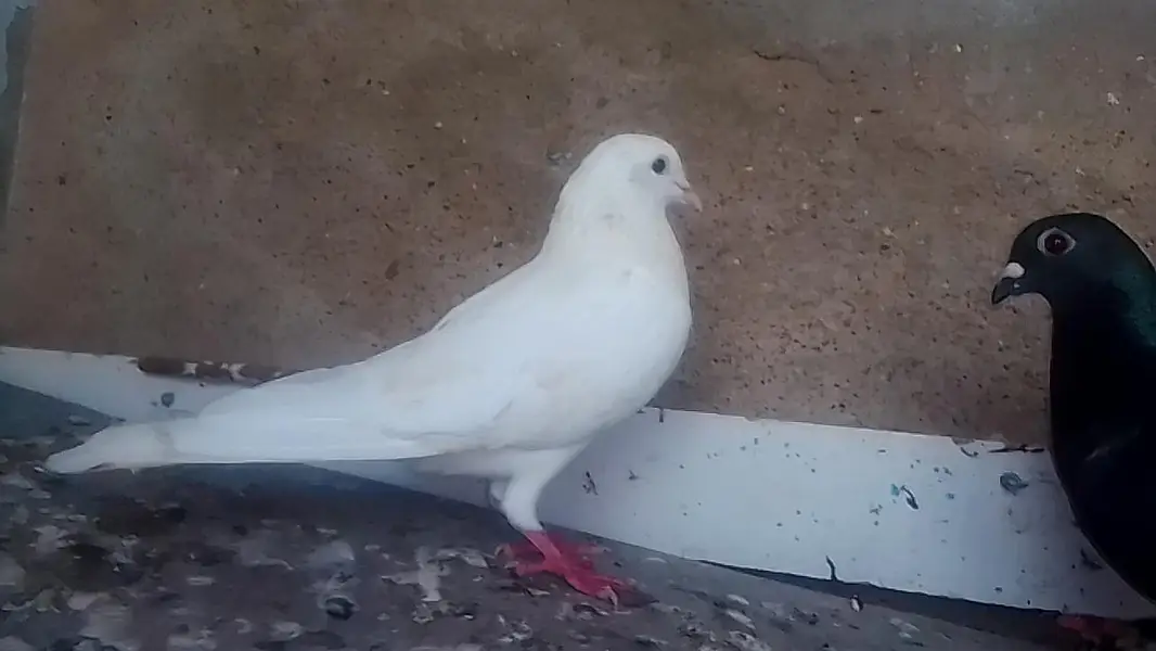 3 pigeons for sale with low price — photo 4