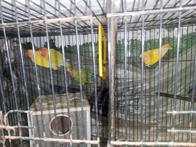 loves birds for sale 4 pieces with cage