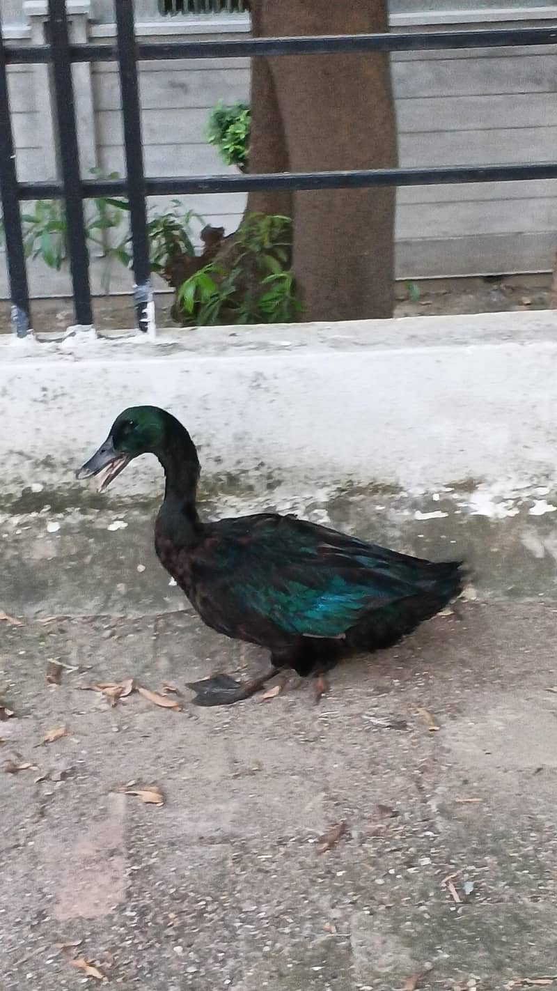 Cayuga duck 0