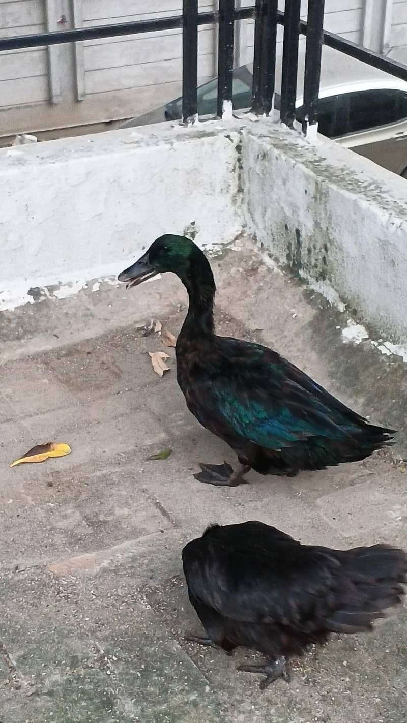 Cayuga duck 1