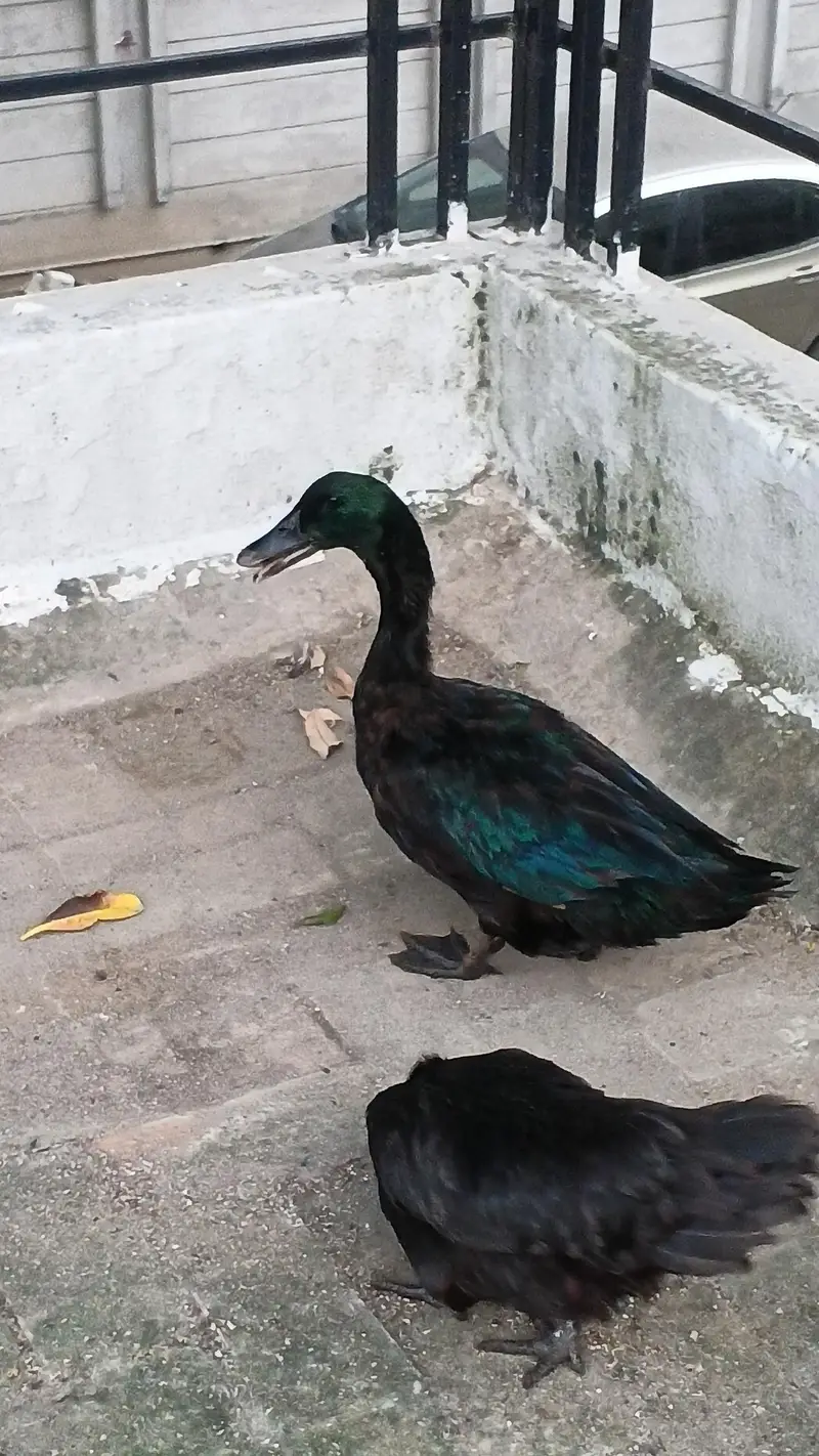 Cayuga duck — photo 2