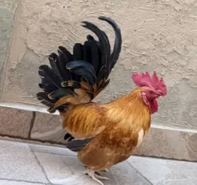 egg laying trio availbke