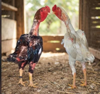 ko shamo  adult and chicks